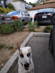 Found/Stray Male Dog last seen Jim gilliam park, Baldwin Hills, CA 90008