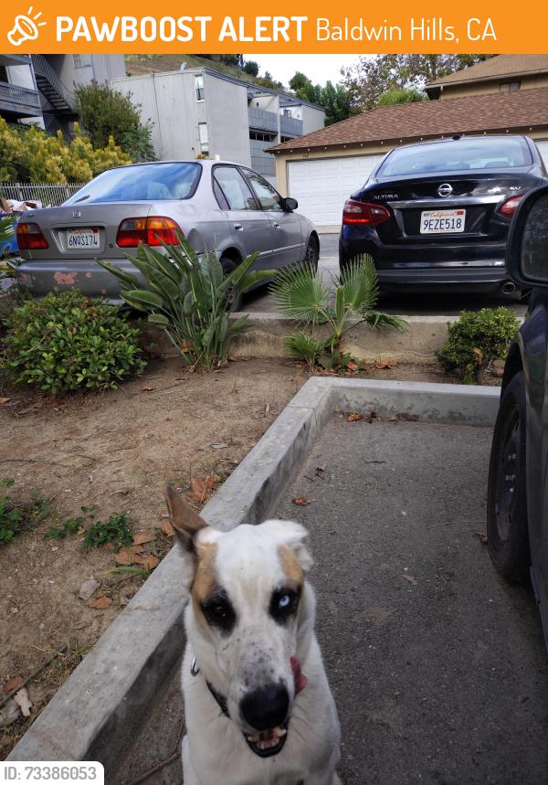 Found/Stray Male Dog last seen Jim gilliam park, Baldwin Hills, CA 90008