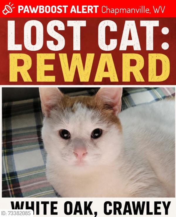 Lost Male Cat last seen Near everett hager rd, Chapmanville, WV 25508