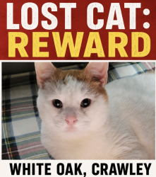 Lost Male Cat last seen Near everett hager rd, Chapmanville, WV 25508