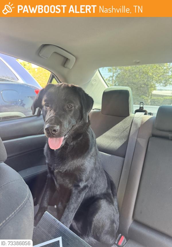 Found/Stray Female Dog last seen Near Greggwood Dr and Ewingwood Dr, Nashville, TN 37207