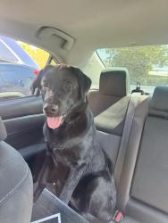 Found/Stray Female Dog last seen Near Greggwood Dr and Ewingwood Dr, Nashville, TN 37207