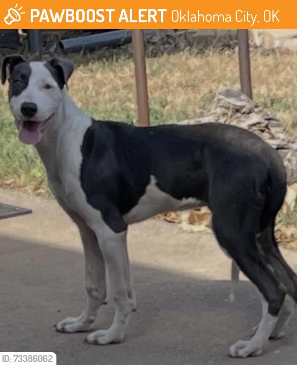 Found/Stray Female Dog last seen NW 63rd and Meridian, Oklahoma City, OK 73122