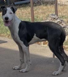 Found/Stray Female Dog last seen NW 63rd and Meridian, Oklahoma City, OK 73122