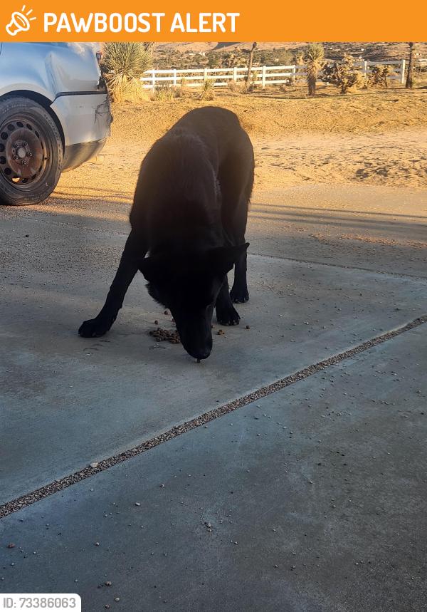 Found/Stray Female Dog last seen hse with white vinyl fence on the west side of horizon st, San Bernardino County, CA 92308