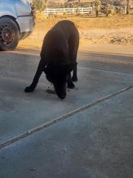 Found/Stray Female Dog last seen hse with white vinyl fence on the west side of horizon st, San Bernardino County, CA 92308