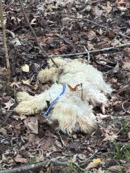 Found/Stray Unknown Dog last seen Near River mill drive, Wake Forest, NC 27587