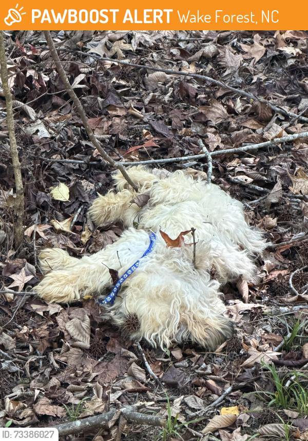 Found/Stray Unknown Dog last seen Near River mill drive, Wake Forest, NC 27587