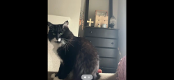 Lost Male Cat last seen Riverwalk apmts, Happy Valley, OR 97086