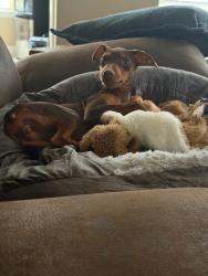 Lost Female Dog last seen Watauga Rd and Denton Highway/ Watauga Rd and Saramac st, Watauga, TX 76148