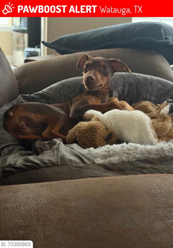 Lost Female Dog last seen Watauga Rd and Denton Highway/ Watauga Rd and Saramac st, Watauga, TX 76148
