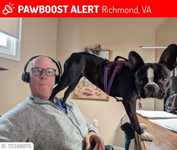 Lost Female Dog last seen Breno, Richmond, VA 23226