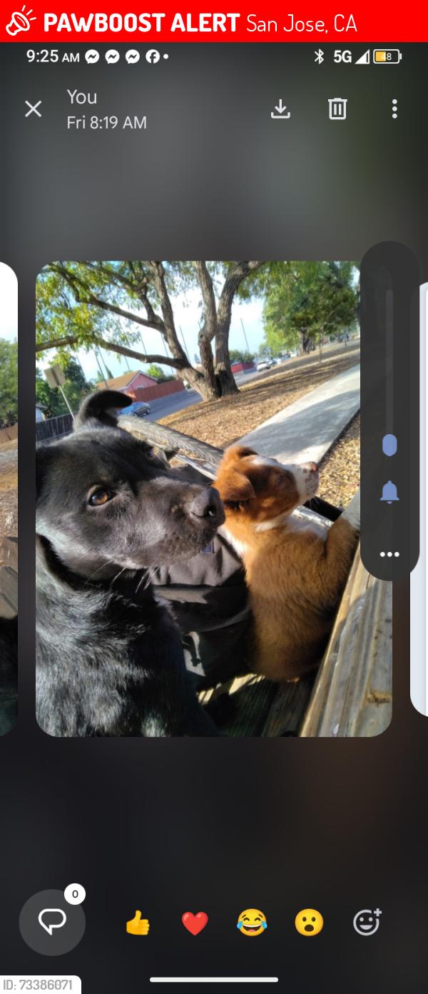 Lost Female Dog last seen Eastridge loop parking lot, San Jose, CA 95122