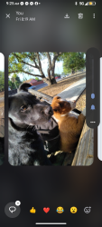 Lost Female Dog last seen Eastridge loop parking lot, San Jose, CA 95122
