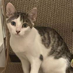 Shelter Stray Female Cat last seen , 8020 Washington St, Port Richey, FL 34668, USA