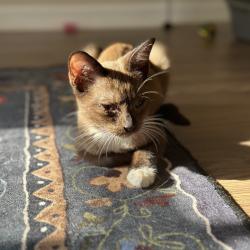Shelter Stray Male Cat last seen , 8020 Washington St, Port Richey, FL 34668, USA