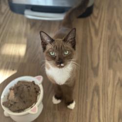 Shelter Stray Female Cat last seen , 8020 Washington St, Port Richey, FL 34668, USA