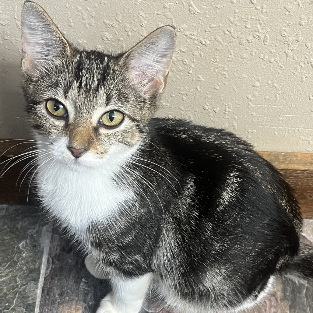 Shelter Stray Female Cat last seen , 8020 Washington St, Port Richey, FL 34668, USA