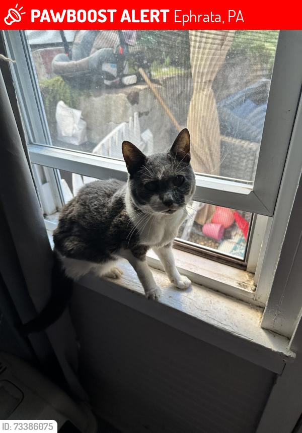 Lost Female Cat last seen Main st, Ephrata, PA 17522