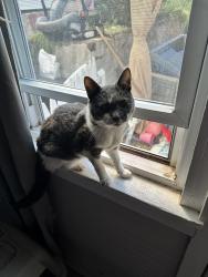 Lost Female Cat last seen Main st, Ephrata, PA 17522