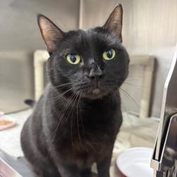 Shelter Stray Female Cat last seen , 124 Evergreen Ave, Newark, NJ 07114, USA
