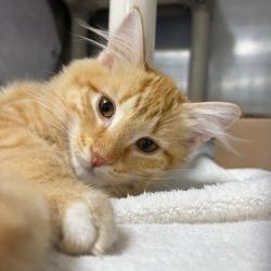 Shelter Stray Female Cat last seen , 124 Evergreen Ave, Newark, NJ 07114, USA