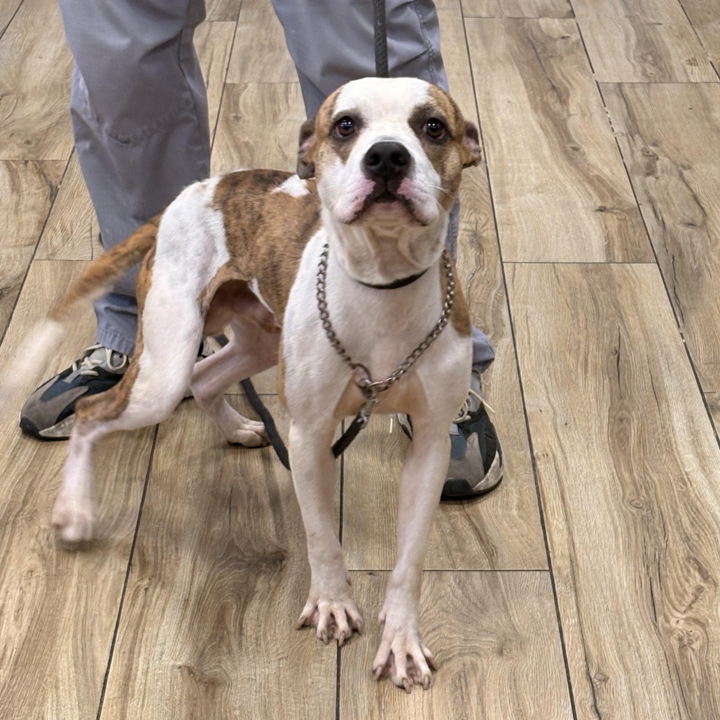 Shelter Stray Male Dog last seen , 124 Evergreen Ave, Newark, NJ 07114, USA