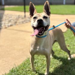 Shelter Stray Female Dog last seen , 328 Furman Hall Rd, Greenville, SC 29609, USA