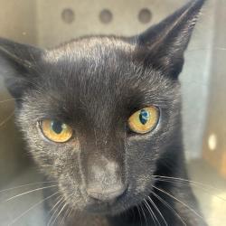 Shelter Stray Male Cat last seen , Animal Care & Control Team of Philly, 111 W Hunting Park Ave, Philadelphia, PA 19140, USA