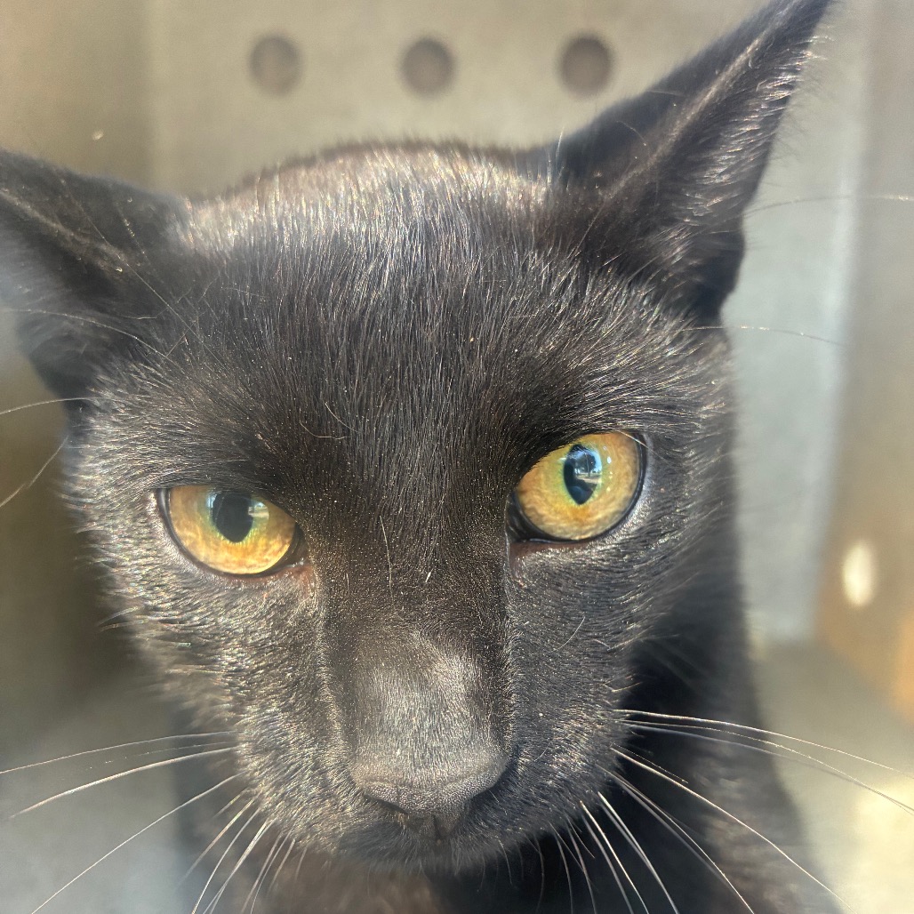 Shelter Stray Male Cat last seen , Animal Care & Control Team of Philly, 111 W Hunting Park Ave, Philadelphia, PA 19140, USA