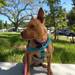 Shelter Stray Female Dog last seen , 3607 N Armenia Ave, Tampa, FL 33607, USA