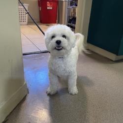Shelter Stray Male Dog last seen , 361 S Raymond Ave, Pasadena, CA 91105, USA