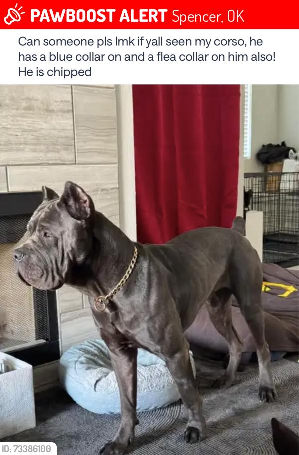 Lost Male Dog last seen Spring lake and woods st, Spencer, OK 73084