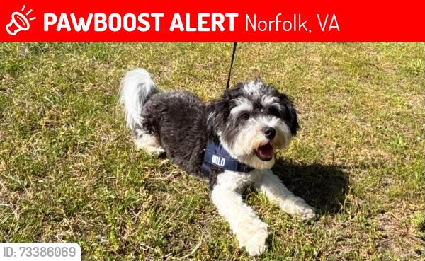 Lost Male Dog last seen Tidewater drive & E Virginia Beach Blvd, Norfolk, VA 23504