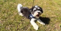 Lost Male Dog last seen Tidewater drive & E Virginia Beach Blvd, Norfolk, VA 23504