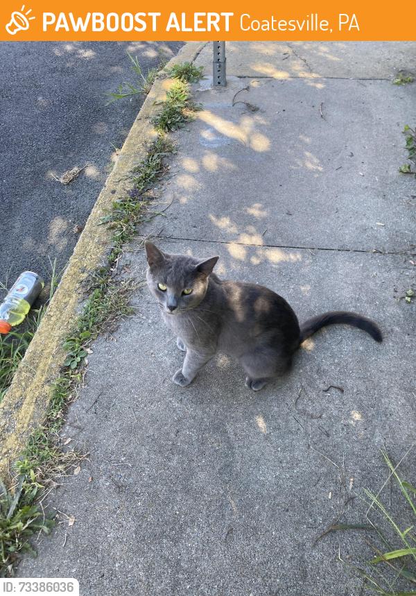 Found/Stray Male Cat last seen poppoes / the new 