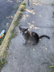 Found/Stray Male Cat last seen poppoes / the new 