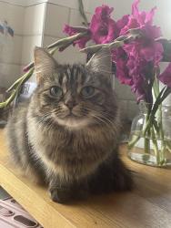 Lost Female Cat last seen The Chantry, Nottinghamshire, England 