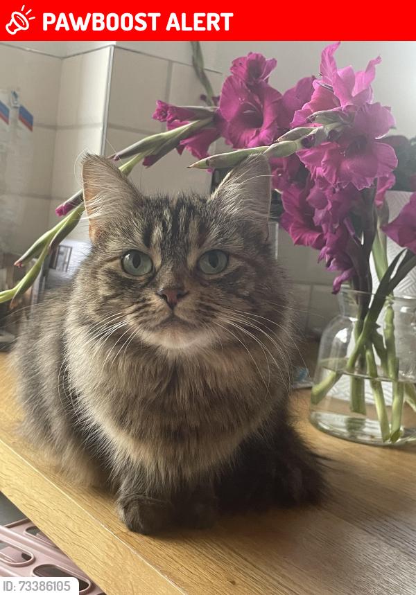 Lost Female Cat last seen The Chantry, Nottinghamshire, England 