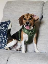Lost Male Dog last seen Nancy Ave and English Ave above East 38th street, Erie, PA 16510