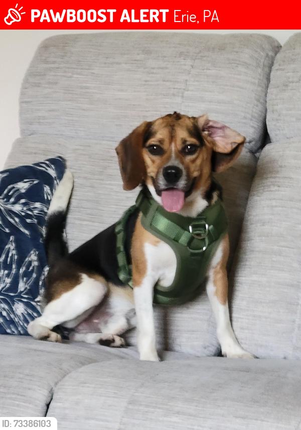 Lost Male Dog last seen Nancy Ave and English Ave above East 38th street, Erie, PA 16510