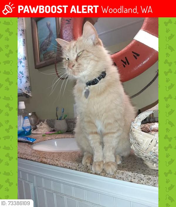 Lost Male Cat last seen Woodland, WA 98674, Woodland, WA 98674