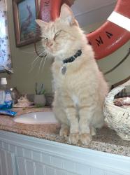 Lost Male Cat last seen Woodland, WA 98674, Woodland, WA 98674