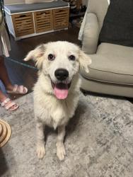 Found/Stray Female Dog last seen Highview Villages, Pelham, AL 35124