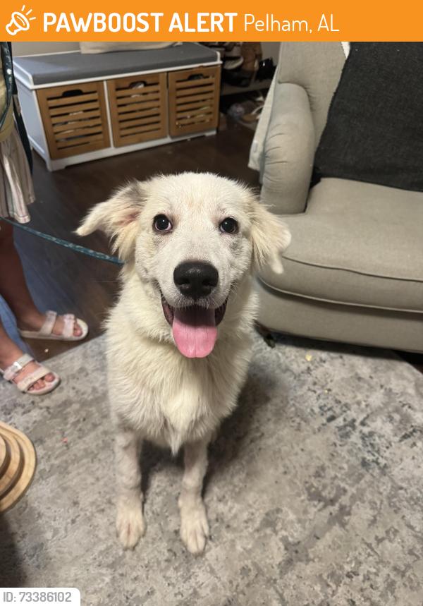 Found/Stray Female Dog last seen Highview Villages, Pelham, AL 35124