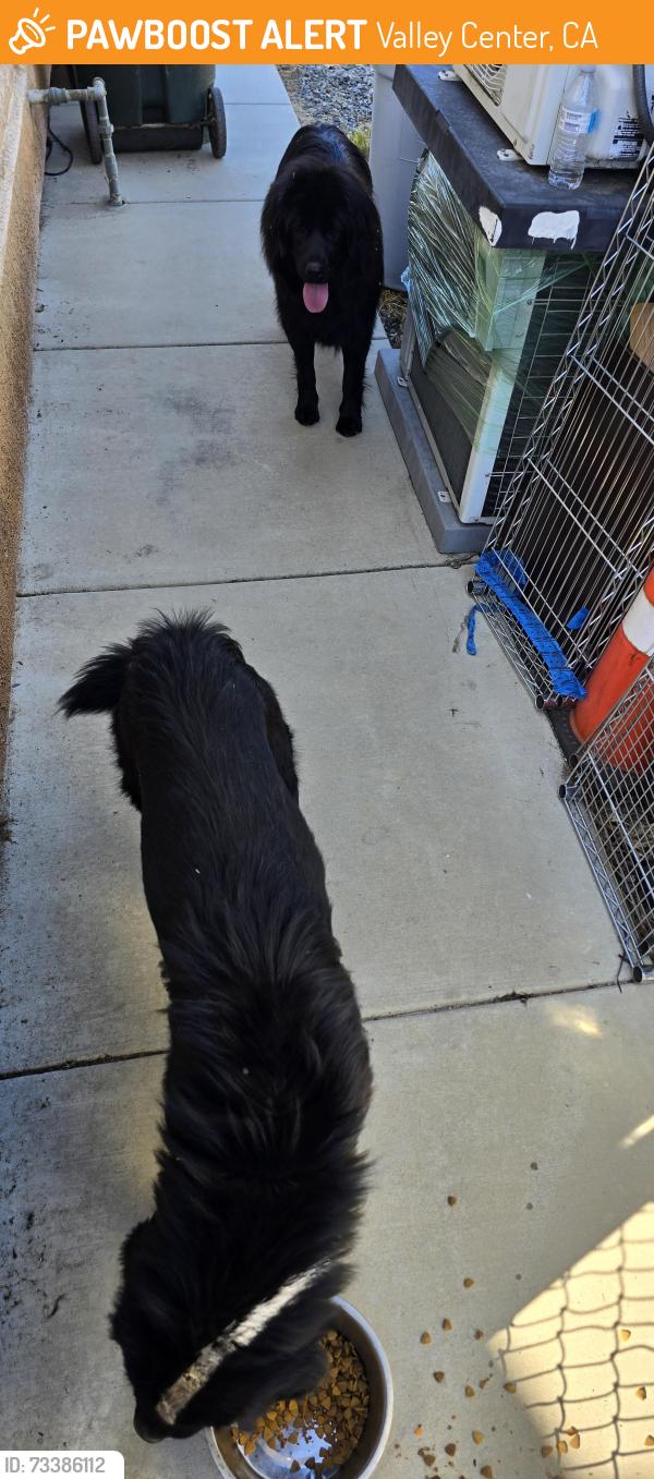Found/Stray Unknown Dog last seen Fruitvale and MacTan., Valley Center, CA 92082