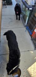 Found/Stray Unknown Dog last seen Fruitvale and MacTan., Valley Center, CA 92082