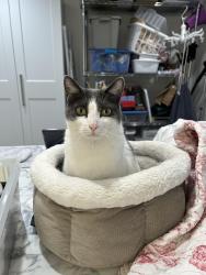 Lost Female Cat last seen Tiller Lane and Lexington Ave, Arden Hills, MN 55112
