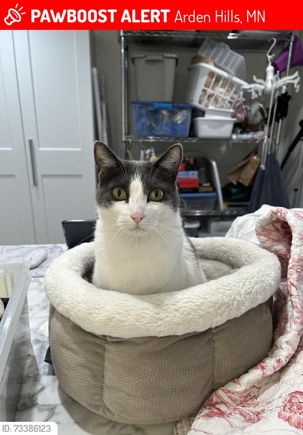 Lost Female Cat last seen Tiller Lane and Lexington Ave, Arden Hills, MN 55112