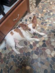 Lost Male Dog last seen Monkey Jungle, Miami, FL 33170